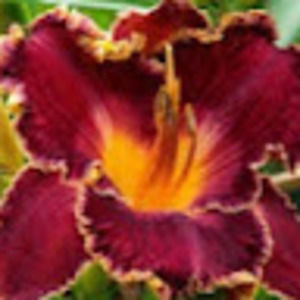 Meet your Posher, Isabella